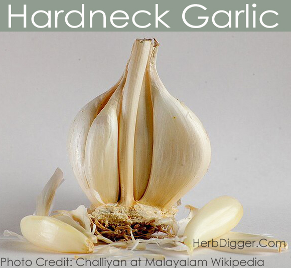Hardneck Garlic CC Attribution: Challiyan At malayalam Herbdigger.Com