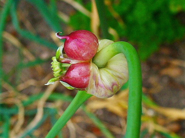 Allium sativum, Alliaceae, Garlic, Bulbils; PHOTO: H. Zell