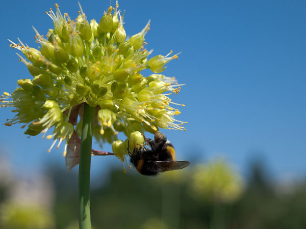 Bumblebee on twisted-leaf garlic; PHOTO: Janne Hellsten