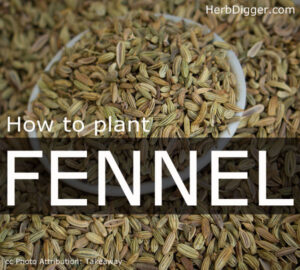 How to Plant Fennel HerbDigger.Com